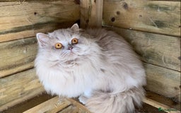 British Longhair cats for sale: BRIRISH long hair kittens - Image 14