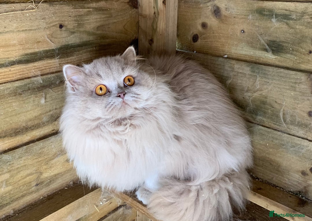British Longhair cats for sale: BRIRISH long hair kittens - Image 14