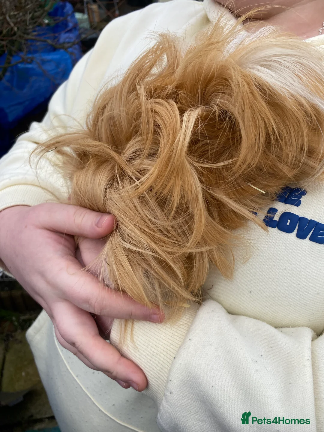 Guinea Pig rodents for sale: 2 long haired Guinea pigs  - Advert 1