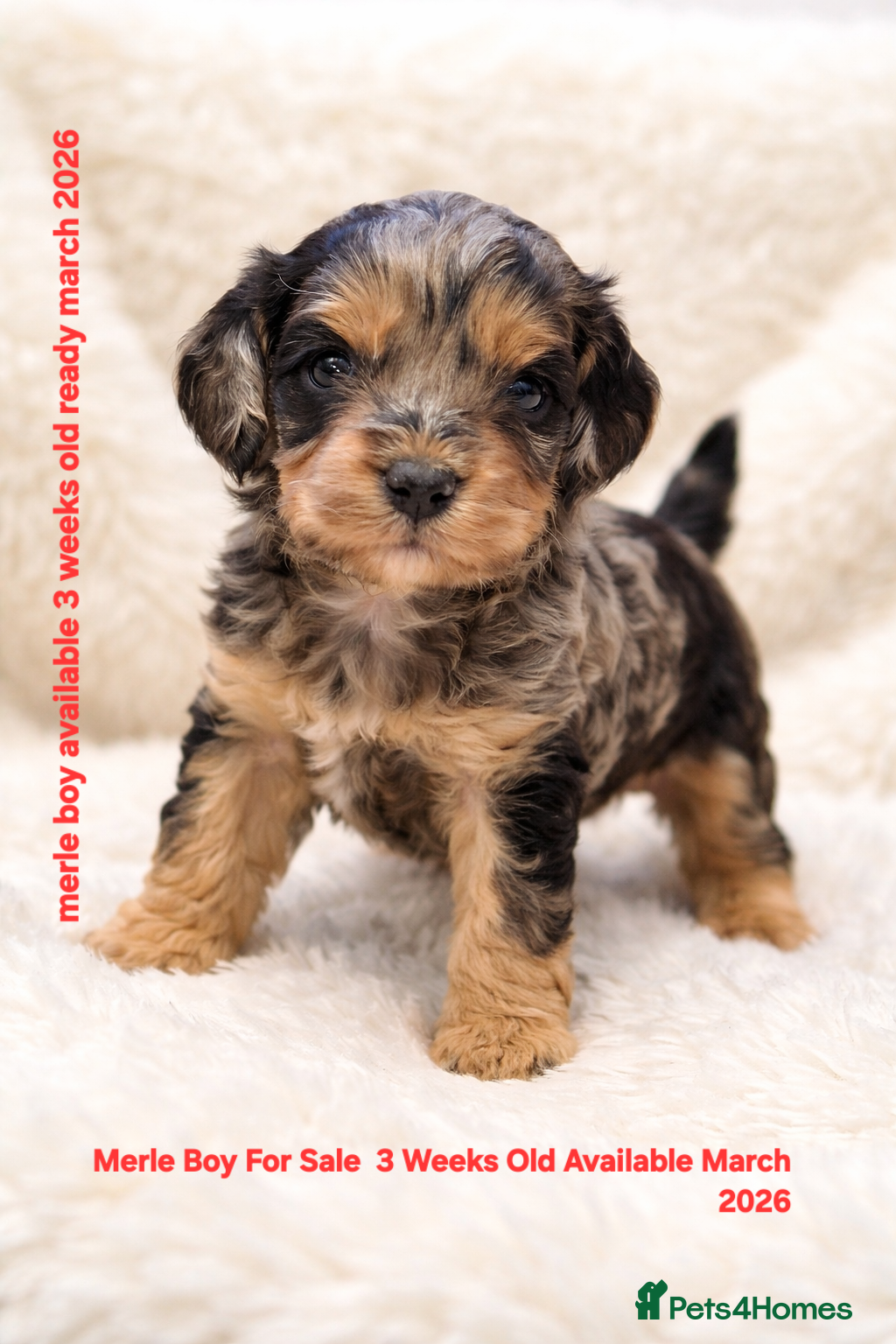 Cockapoo dogs Cockapoo puppies - Advert 9