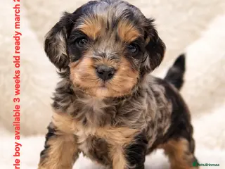 Cockapoo dogs Cockapoo puppies - Advert 9