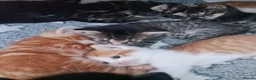 British Longhair cats for sale: British longhair kittens  in Gillingham - Advert 10