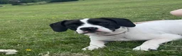 Mixed Breed dogs for adoption: Springer Spaniel X American Bulldog  - Advert 3
