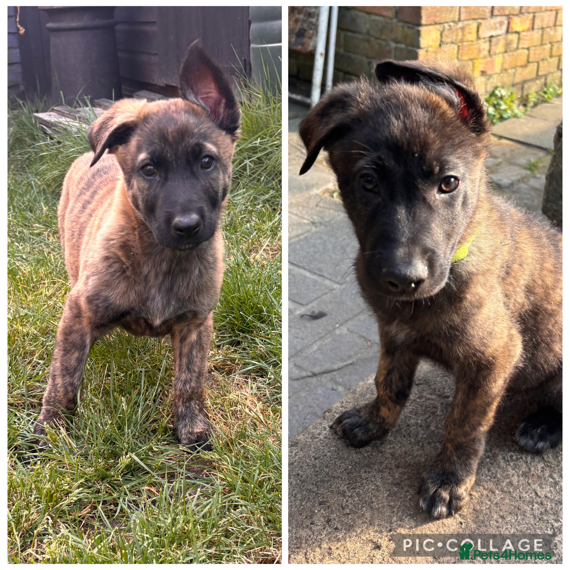 Mixed Breed dogs LAST 1-READY TO GO Dutch ShepardxBelgian mali pups - Advert 10