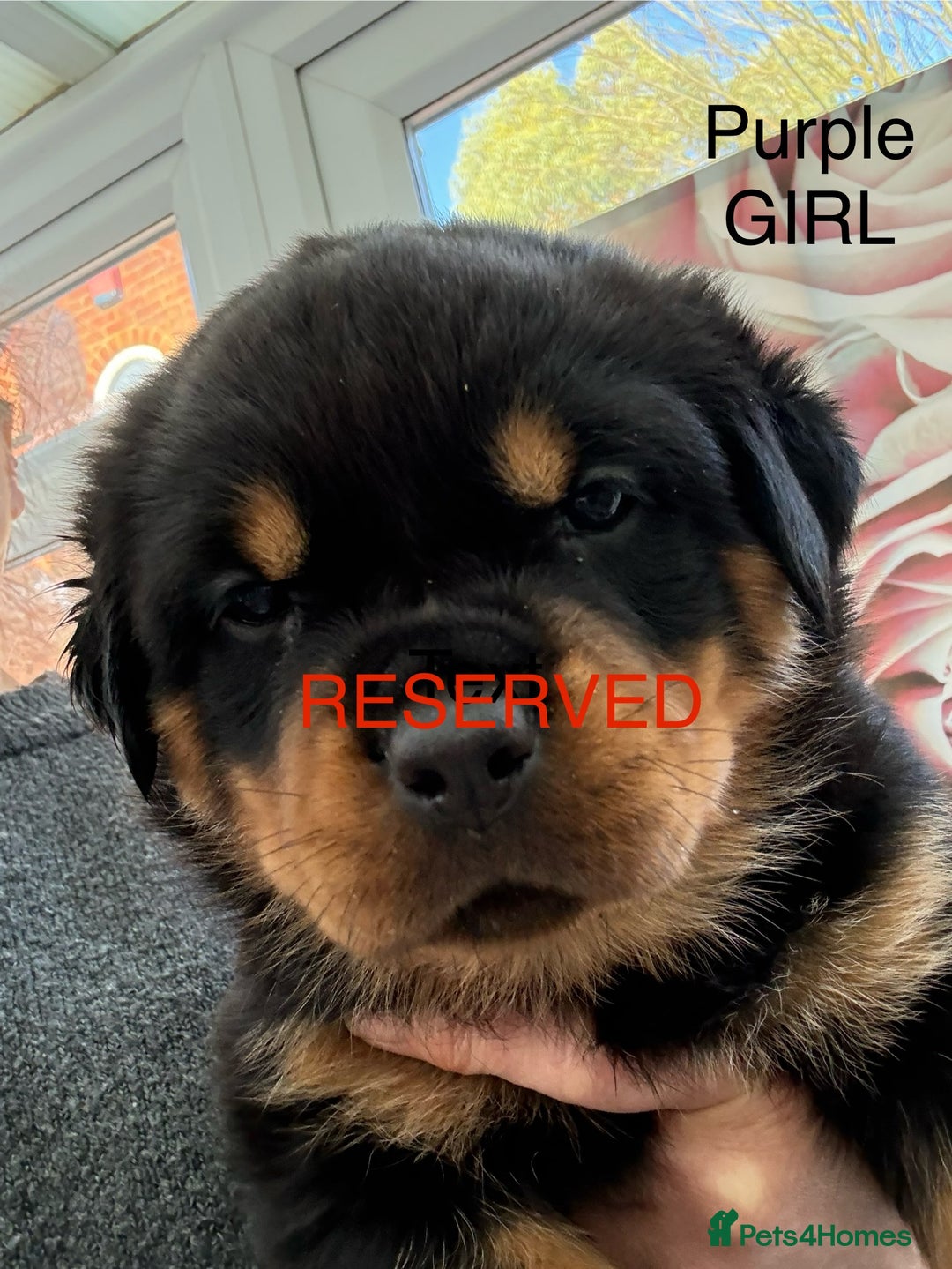 Rottweiler dogs for sale: Chunky Rottweiler Puppies for sale - Advert 11