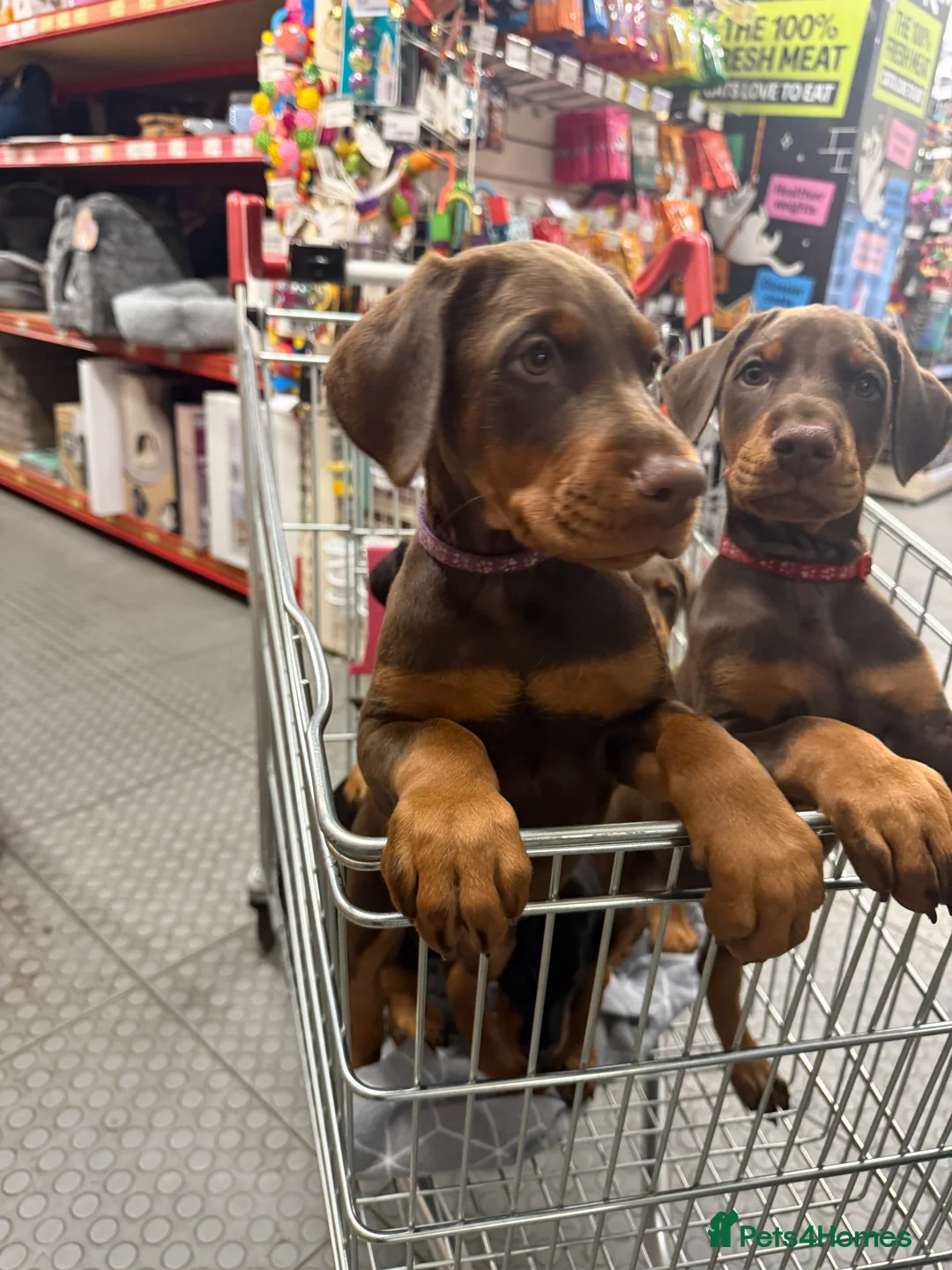 Dobermann dogs for sale: OUTSTANDING FULL EUROPEAN DOBERMAN - Advert 7