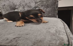 Jack Russell dogs for sale: Jack Russell pups  - Image 11