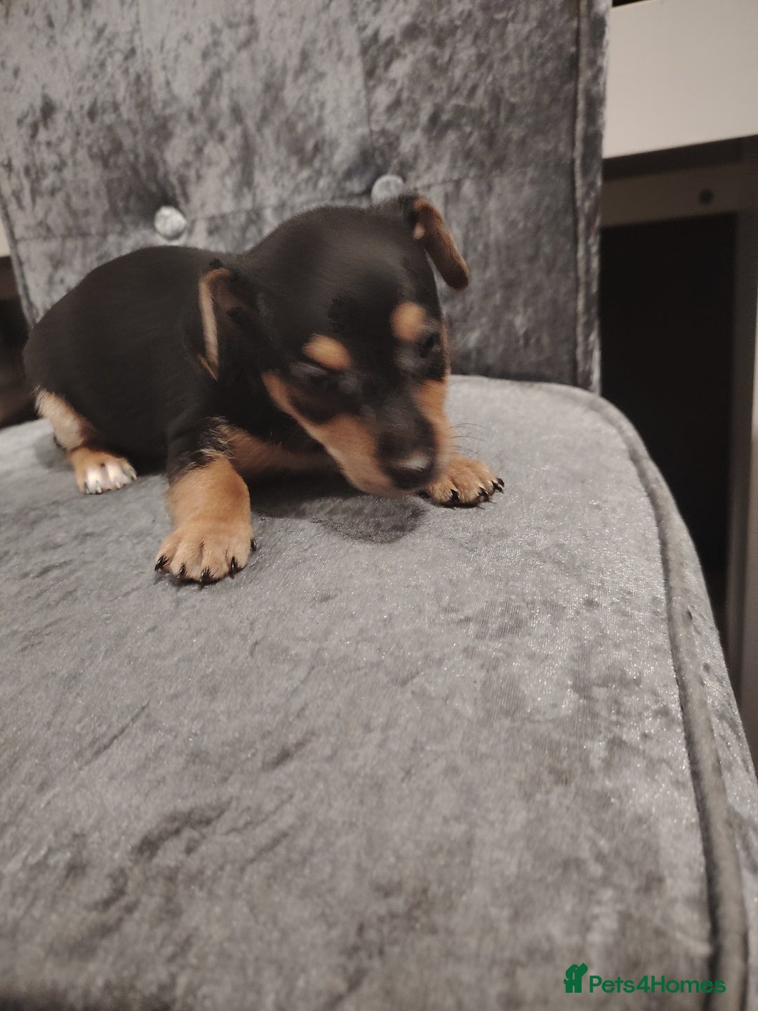 Jack Russell dogs for sale: Jack Russell pups  - Image 11