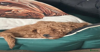 Cockapoo dogs - Advert 11