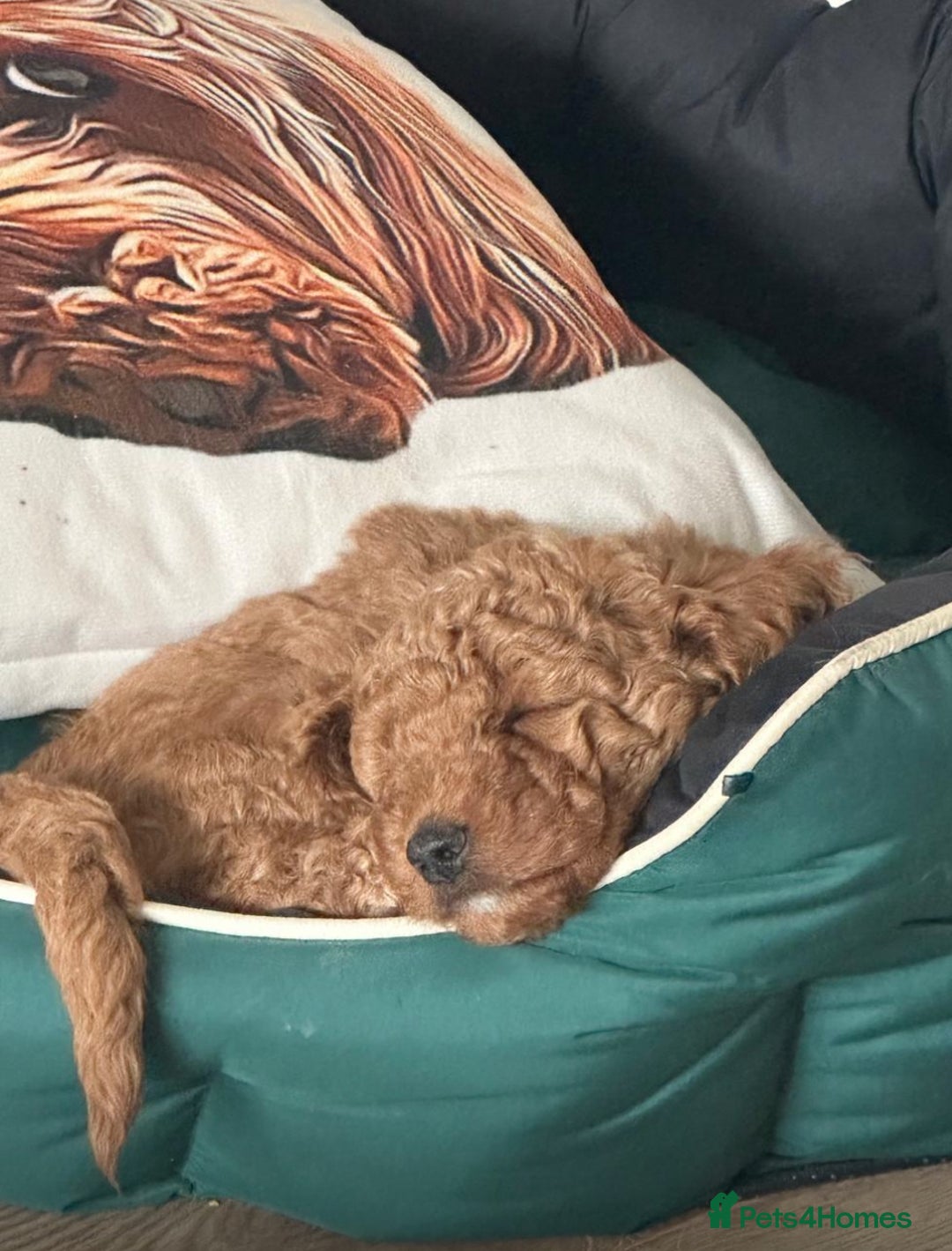Cockapoo dogs for sale: Beautiful F1B Cockapoo Boys **1 Boy Now Reserved** - Image 2