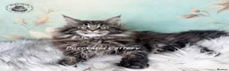 Maine Coon cats for sale: TICA registered Pedigree Maine coon kitten - Advert 2