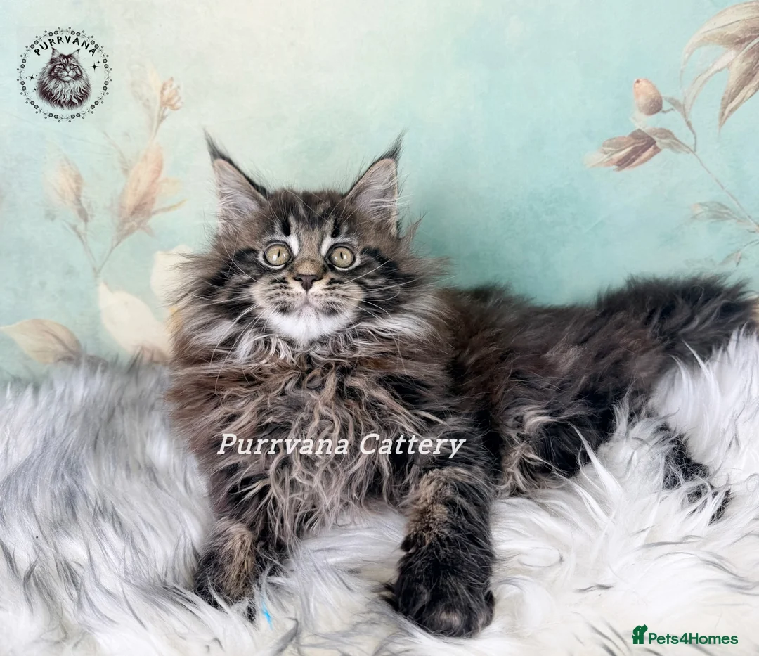 Maine Coon cats for sale: TICA registered Pedigree Maine coon kitten - Advert 2