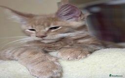 Maine Coon cats for sale: Last Ginger Boy Pure Mainecoon! - Image 25