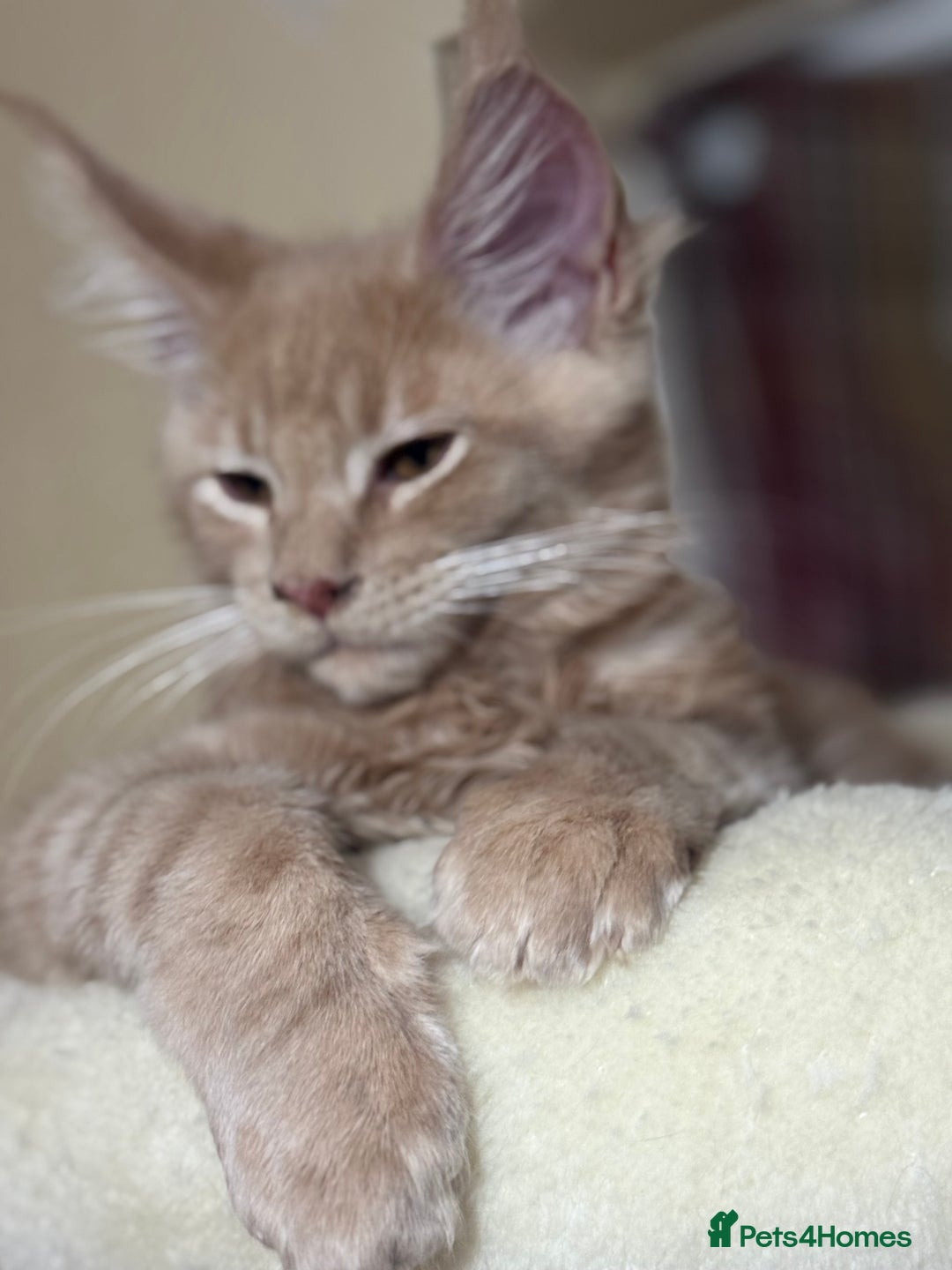 Maine Coon cats for sale: Last Ginger Boy Pure Mainecoon! - Image 25