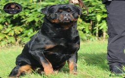 Rottweiler dogs for sale: Top KC Registered Rottweiler Puppies For Sale - Image 2
