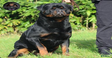 Rottweiler dogs - Advert 12
