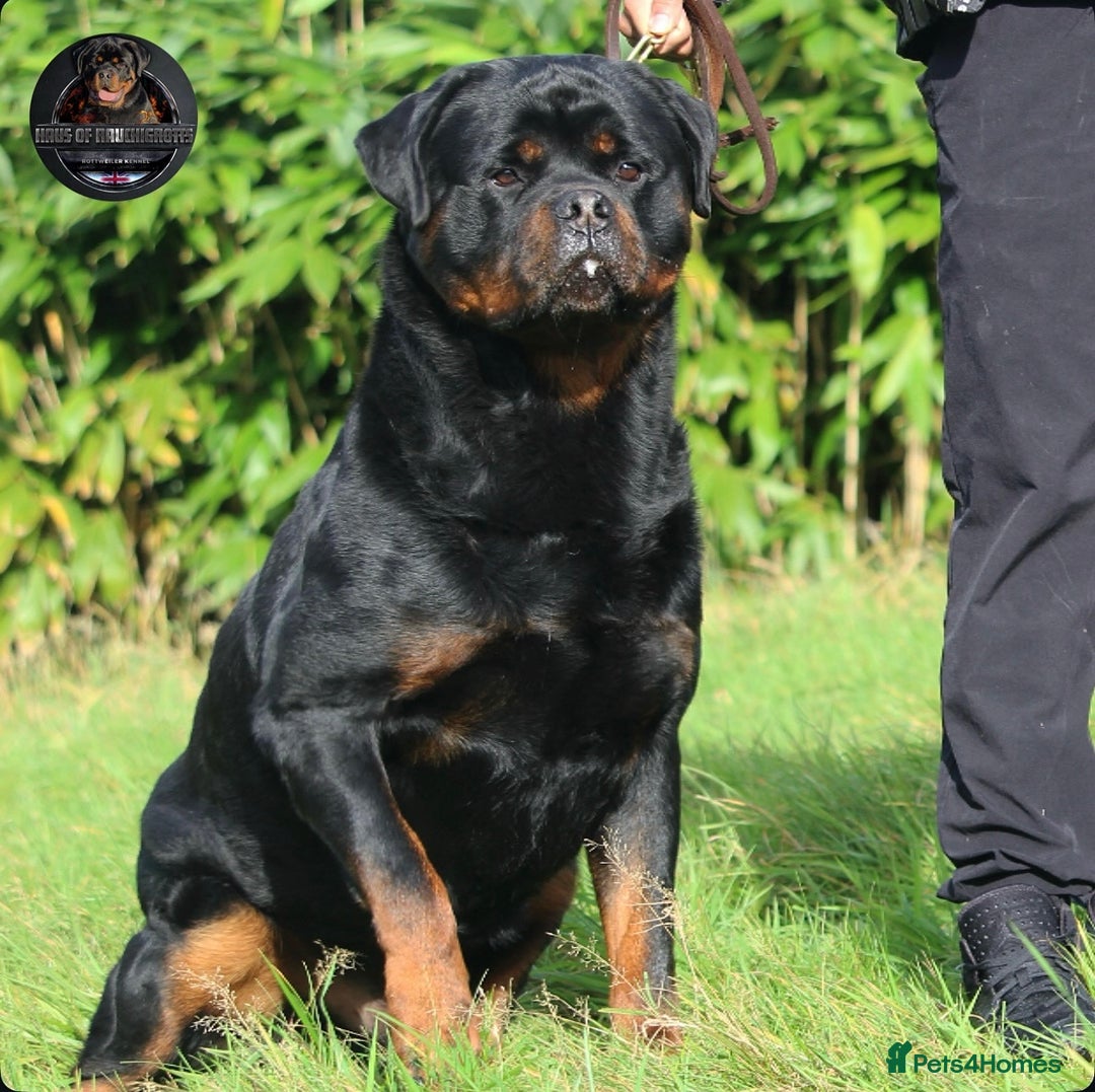 Rottweiler dogs for sale: Top KC Registered Rottweiler Puppies For Sale - Image 2