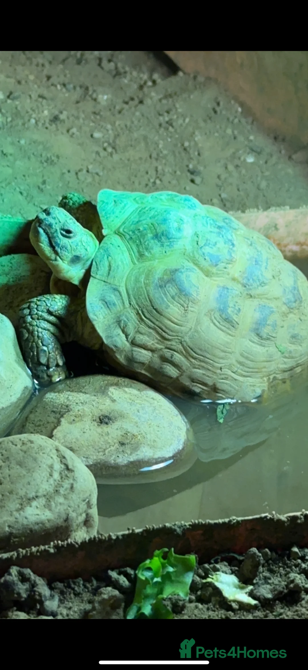 Tortoise reptiles for sale: 2 tortoises  in Sheffield - Advert 2