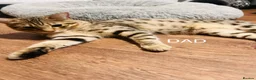 Savannah cats for sale: F5 Savannah girl and boy kittens  in Bradford - Advert 11