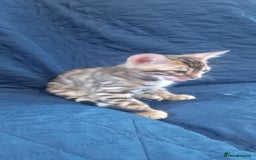 Bengal cats for sale: Pedigree Bengal Kittens - Image 3