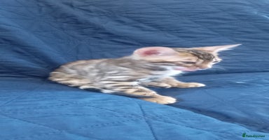 Bengal cats - Advert 3