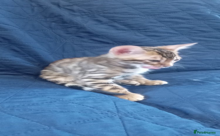 Bengal cats - Advert 4