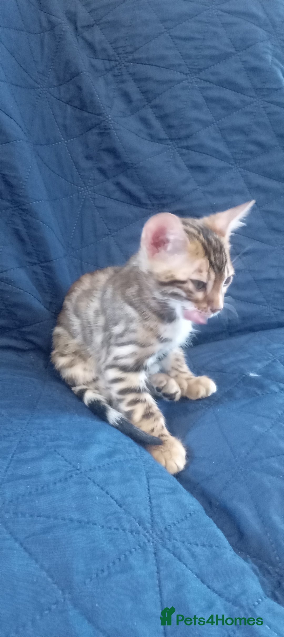 Bengal cats for sale: Pedigree Bengal Kittens - Image 3