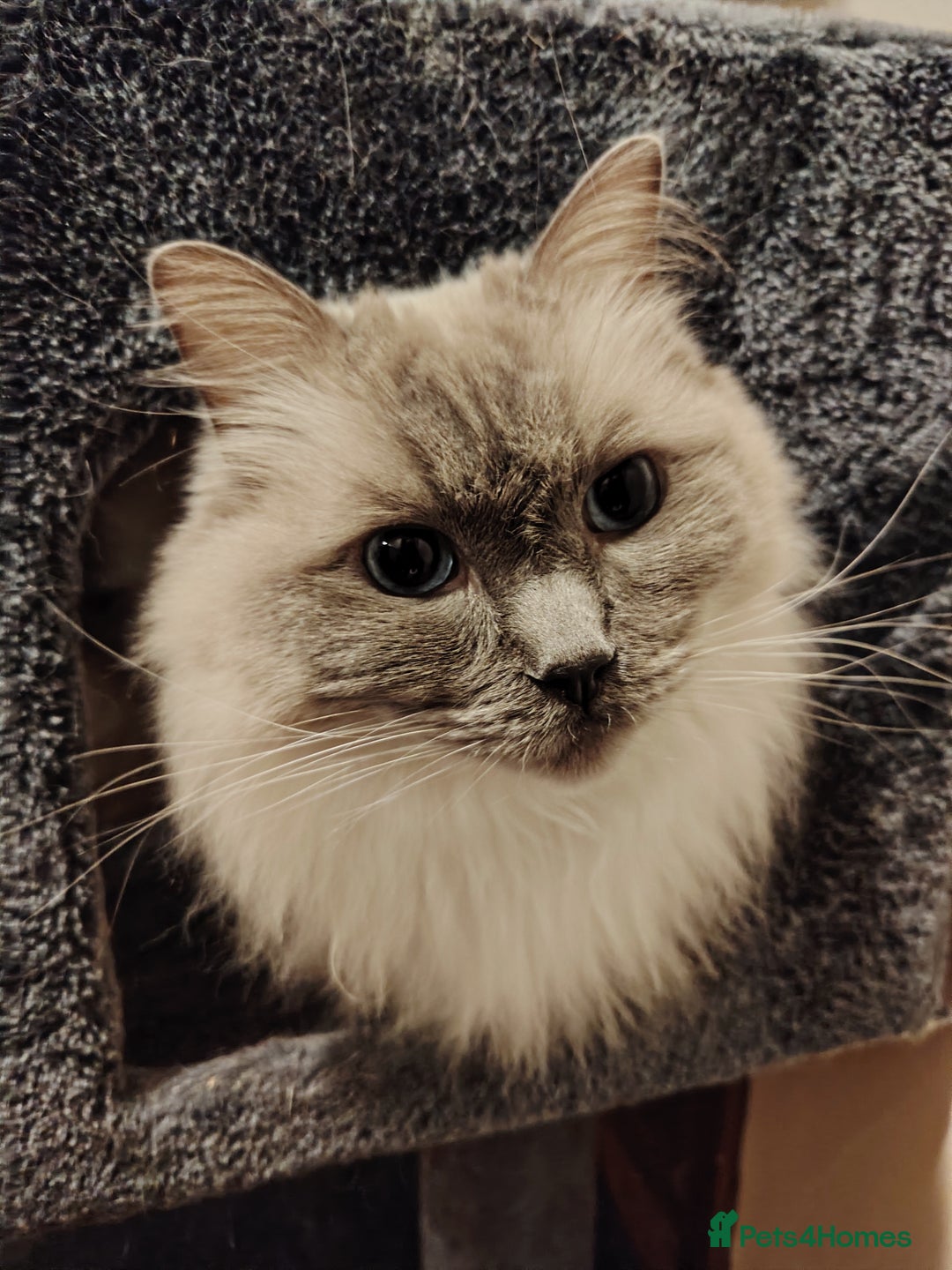 Ragdoll cats for sale: Cloud - Blue Point Ragdoll - Advert 3