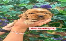 Cocker Spaniel dogs for sale: SUPERB SHOW TYPE COCKER SPANIEL PUPPIES  - Image 5