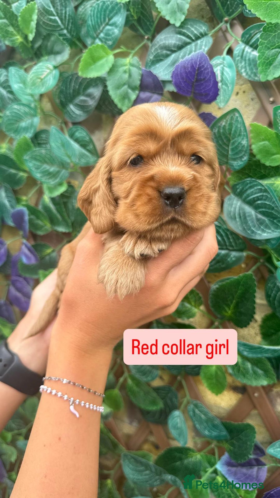 Cocker Spaniel dogs for sale: SUPERB SHOW TYPE COCKER SPANIEL PUPPIES  - Image 5