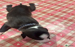 Whippet dogs for sale: Beautiful Whippet Pups - Image 14