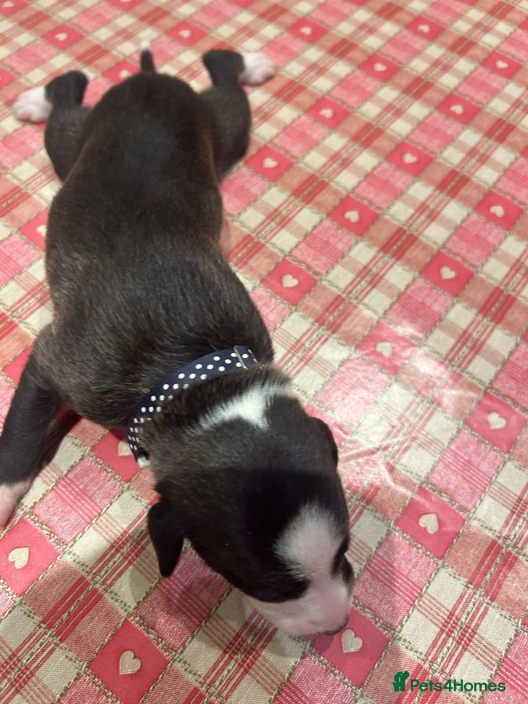 Whippet dogs for sale: Beautiful Whippet Pups - Image 14