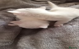 Turkish Angora cats for sale: Turkish angora  - Image 8