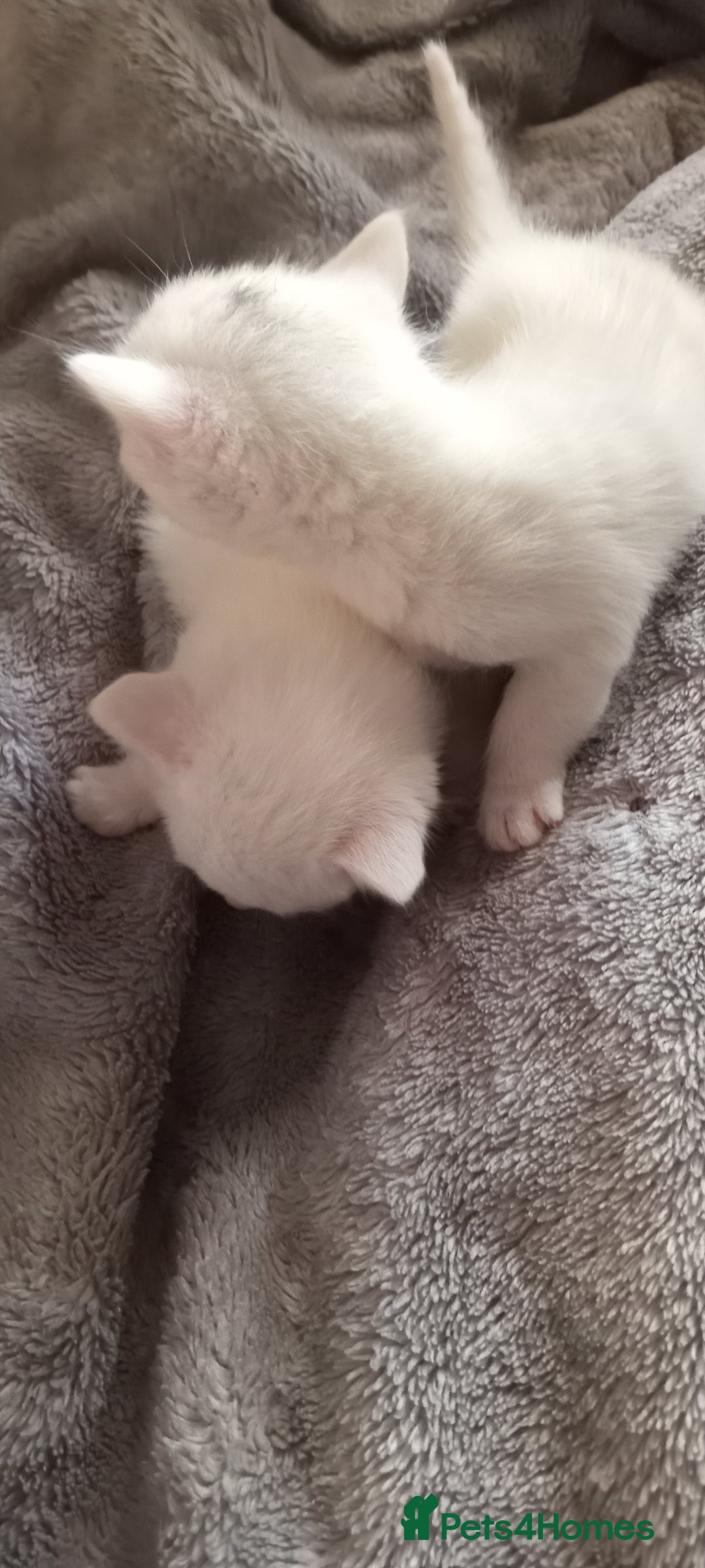 Turkish Angora cats for sale: Turkish angora  - Image 8