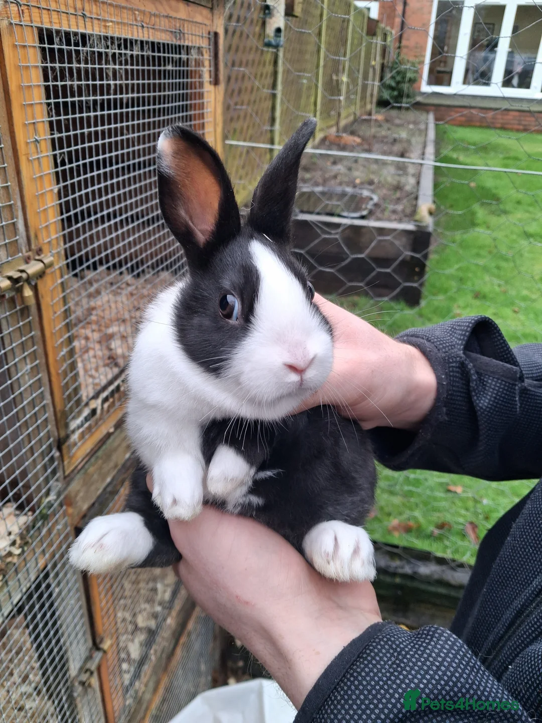 Dutch rabbits for sale: Dutch rabbits black and white - Advert 1