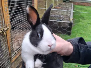 Dutch rabbits Dutch rabbits black and white - Advert 1