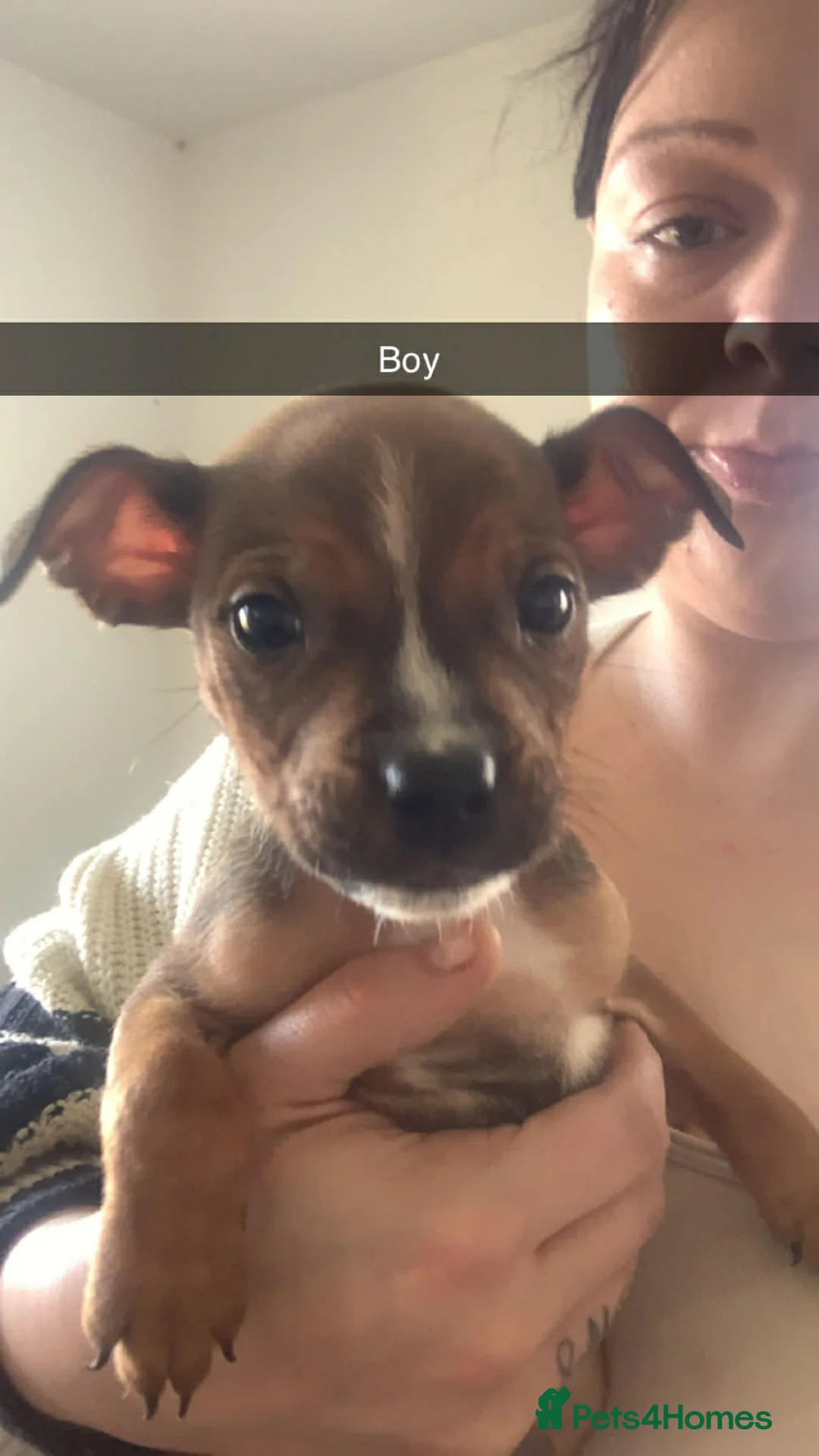 Staffordshire Bull Terrier dogs for sale: Staffy pups in Kenilworth - Advert 1