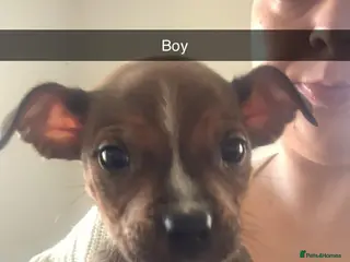 Staffordshire Bull Terrier dogs Staffy pups - Advert 9