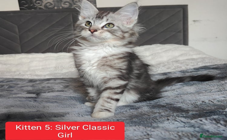 Maine Coon cats in Glasgow - Advert 13