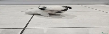 Shih Tzu 1