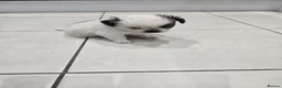 Shih Tzu dogs for sale: Adorable Purebred Shih Tzu - Advert 8