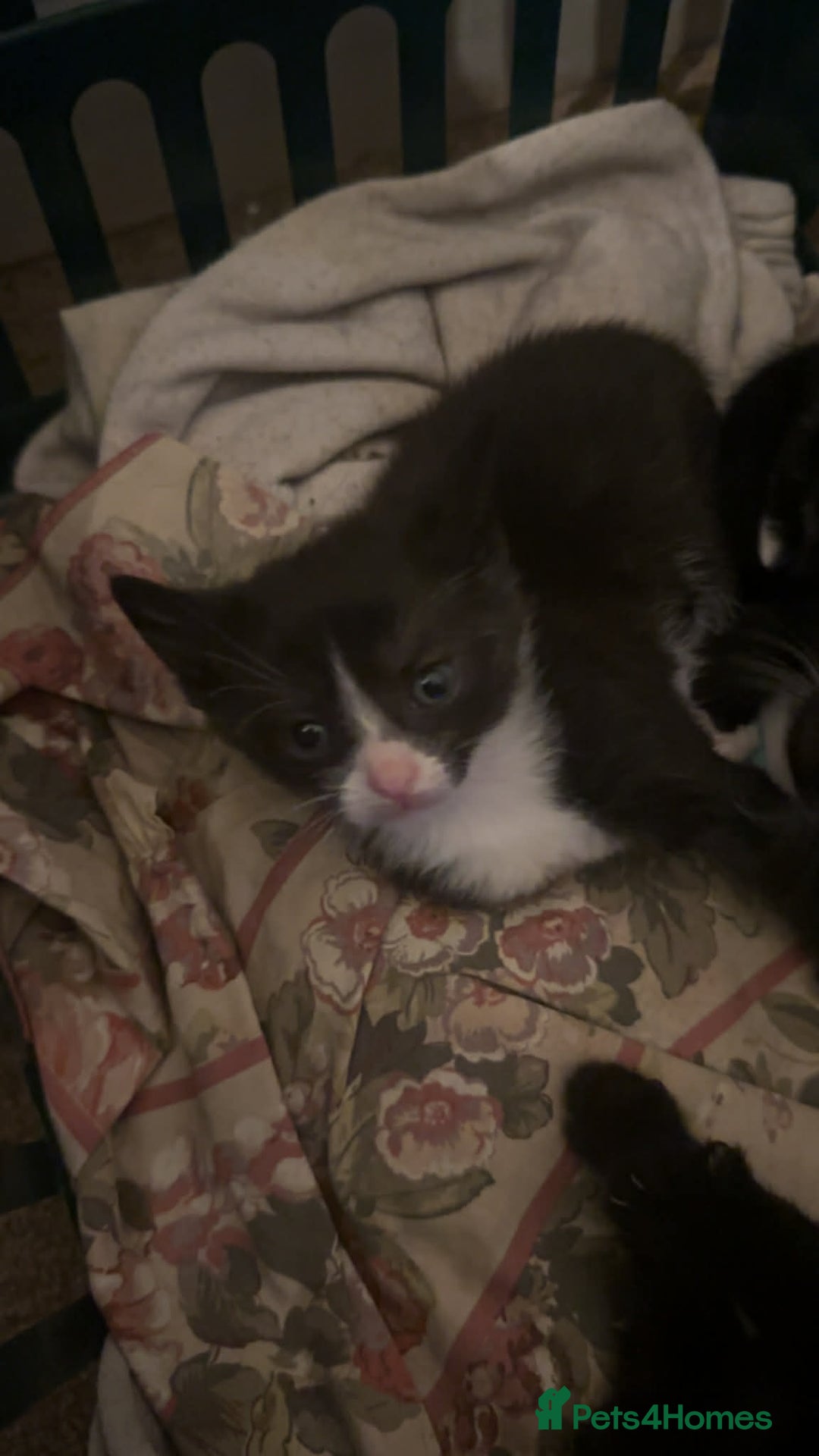Domestic Shorthair cats for sale: 4 lovely kittens looking for forever home  - Advert 2