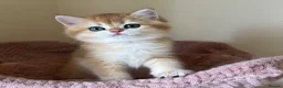 British Shorthair cats for sale: Quality Golden Kittens - Advert 26