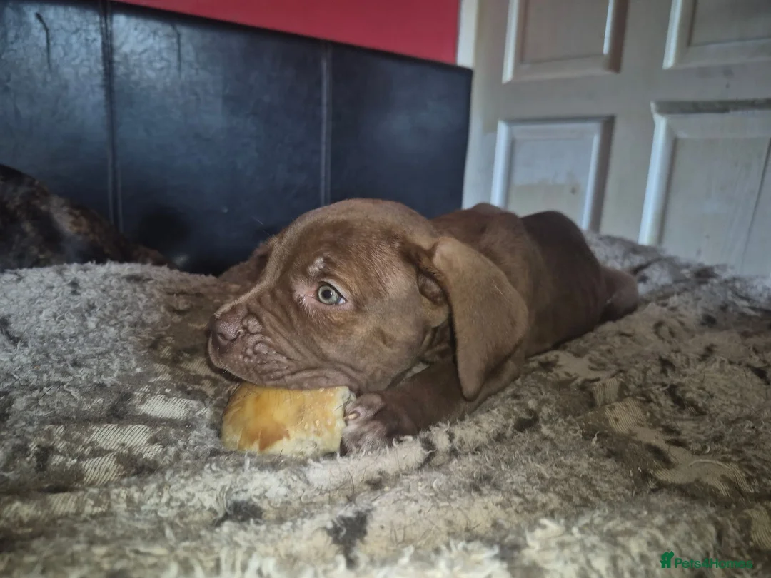 Cane Corso dogs for sale: Cane corso pups - Advert 1