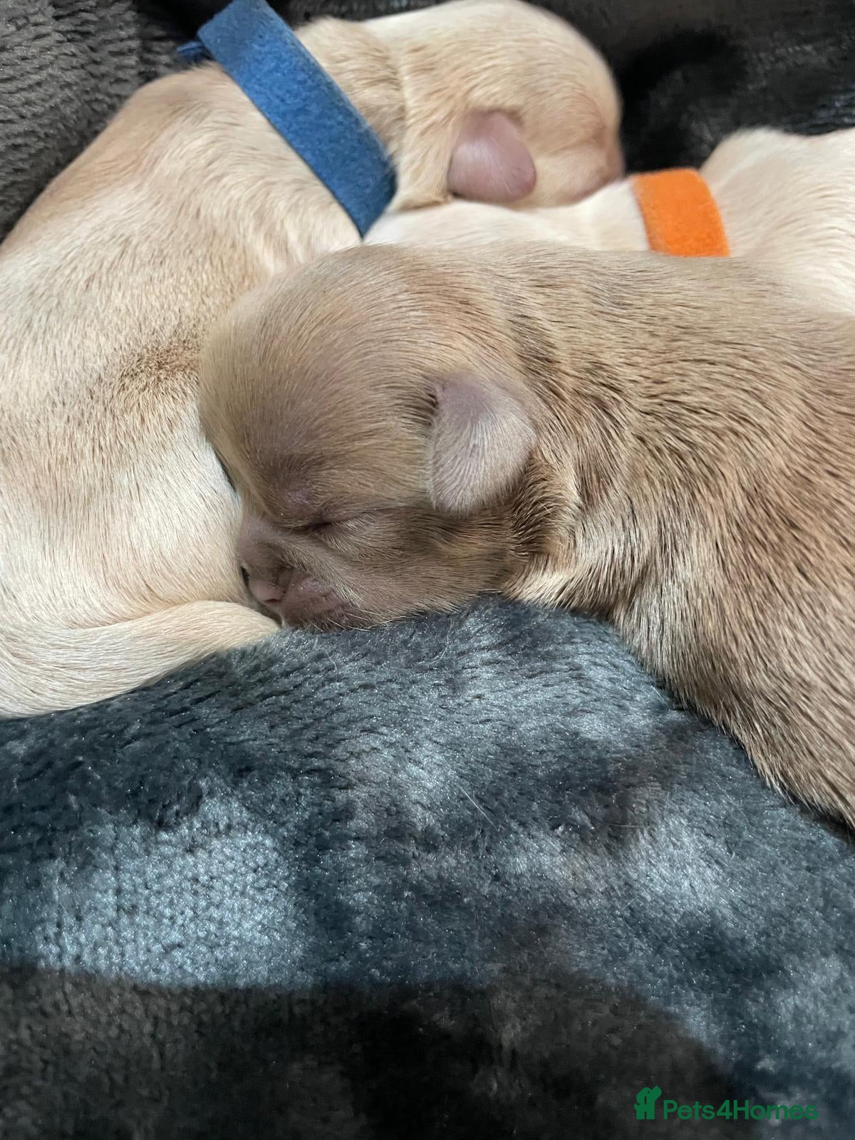 Shih Tzu dogs 🌸 Beautiful Shih Tzu Puppies 🌸 - Advert 2