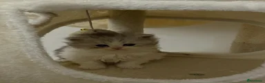 Persian Kitten 4