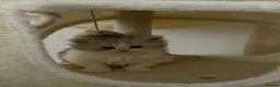 Persian cats for sale: Persian chilchilla & doll face babies  - Advert 5