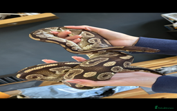 Python Snake reptiles for sale: Ball Python and setup - Image 2