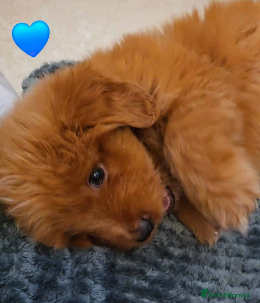 Mixed Breed dogs Maltipoo puppies  - Advert 2