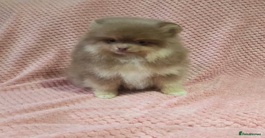 Pomeranian dogs - Advert 11